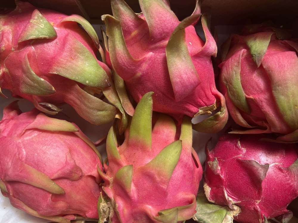 Organic Dragon Fruit