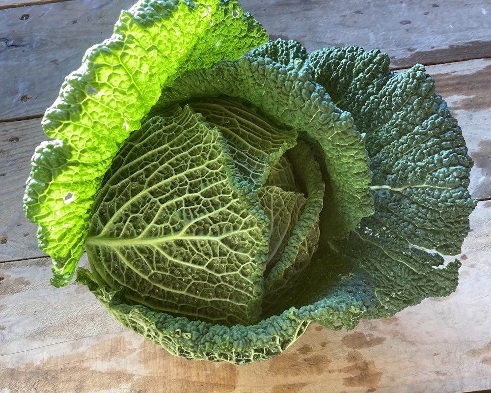 Savoy cabbage