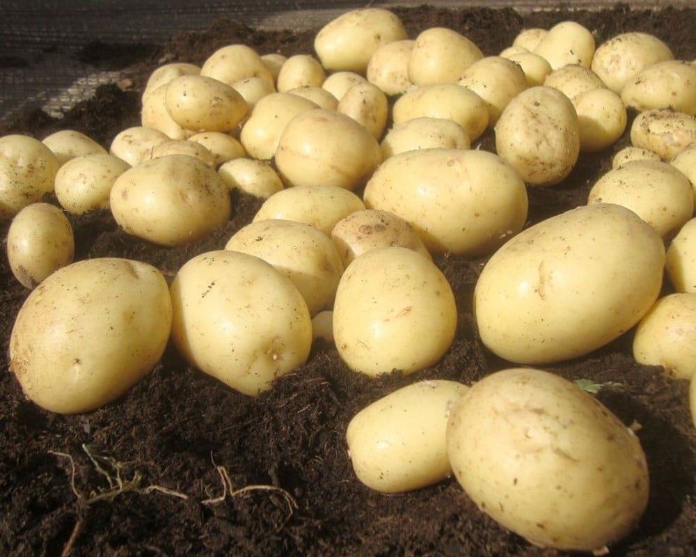 Potatoes: Casablanca-