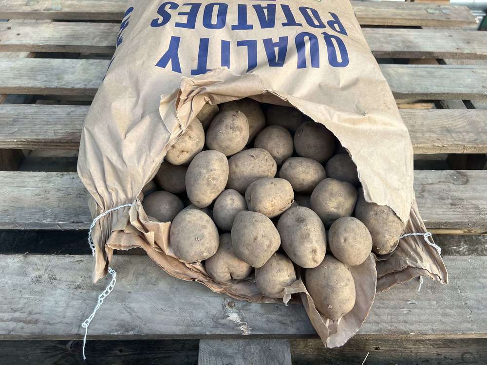 Organic Potato Jester