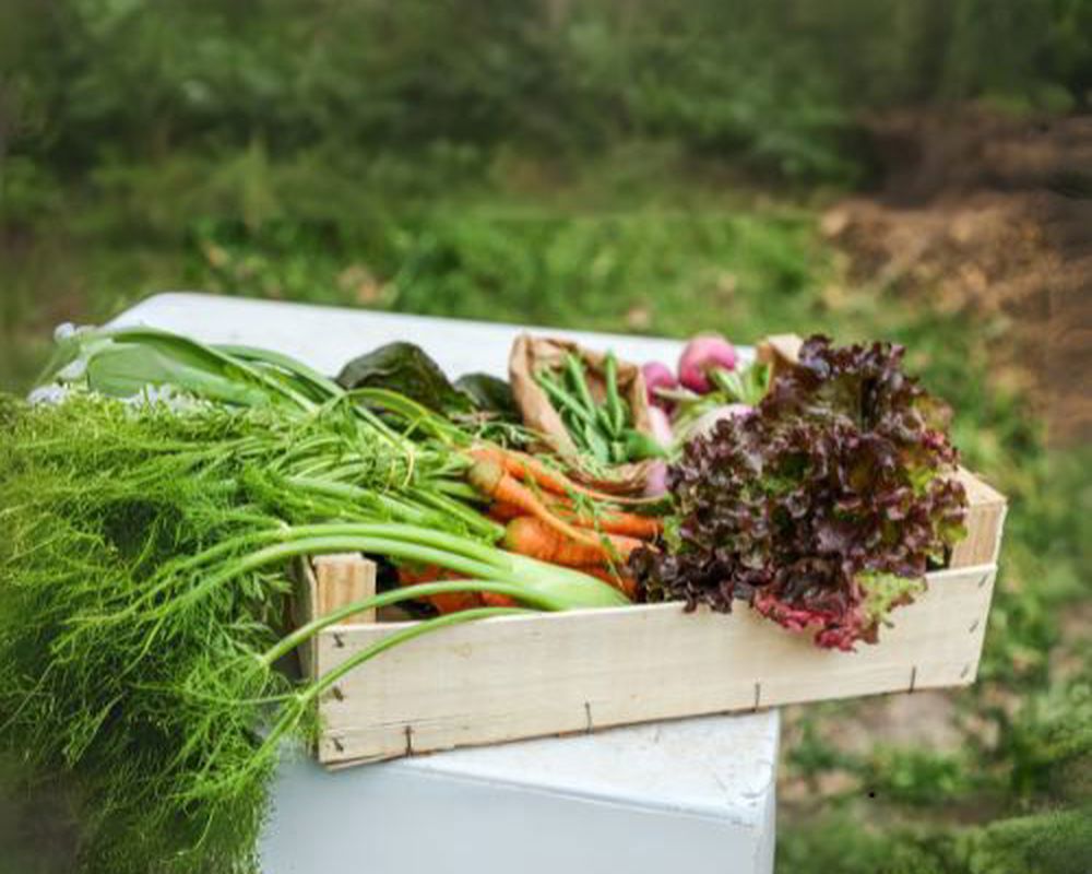 Large Veg Bag