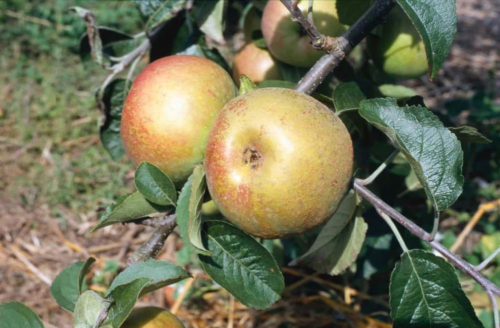 Apples - Idared - organic