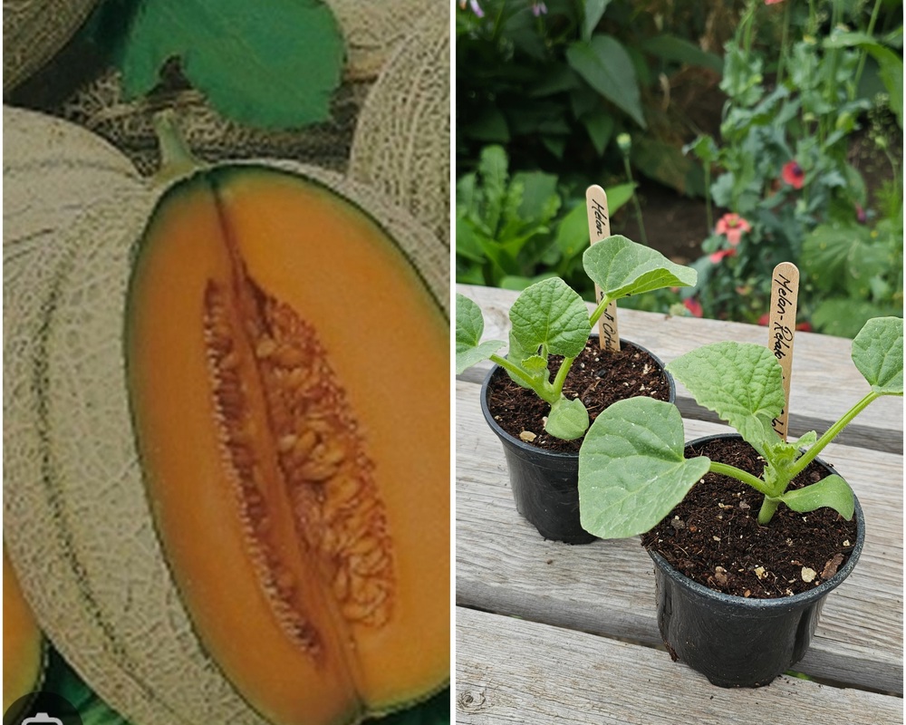 ( Potted x1) Melon - Retato Degli Ortolani(Own Grown)