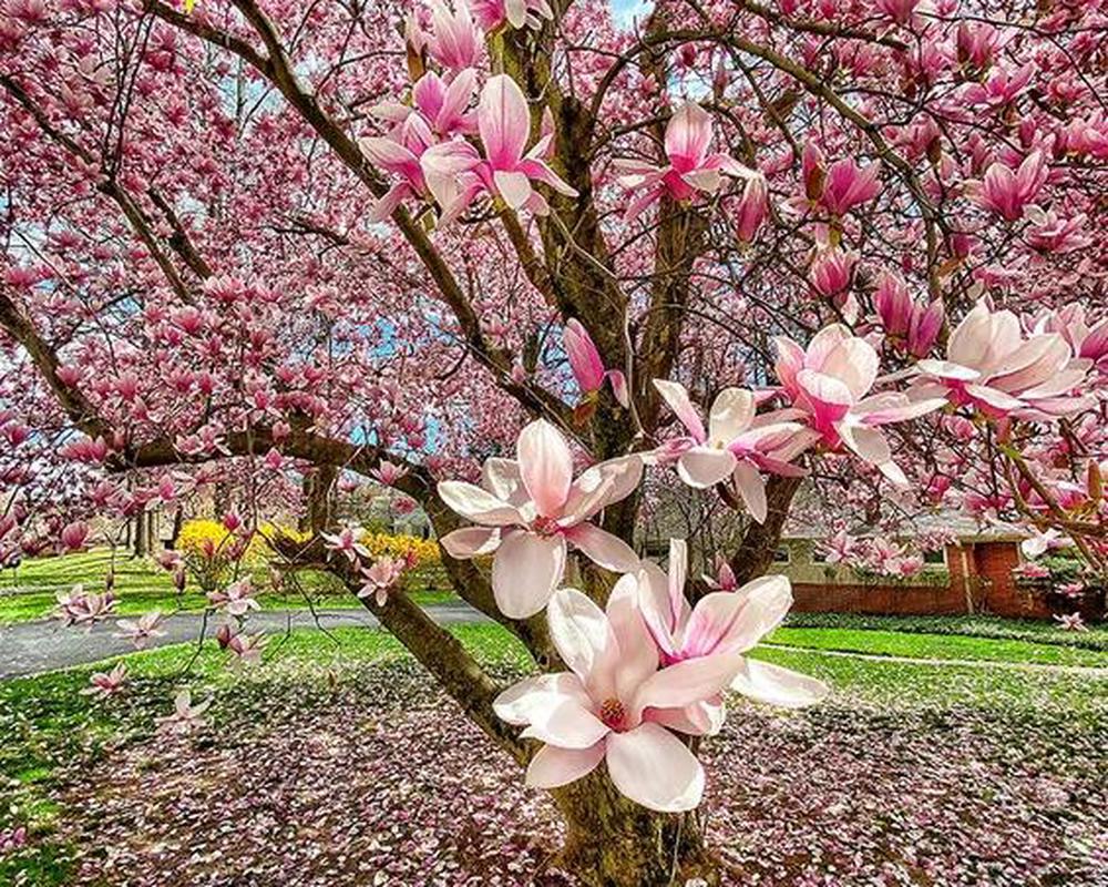 Magnolia - Various varieties