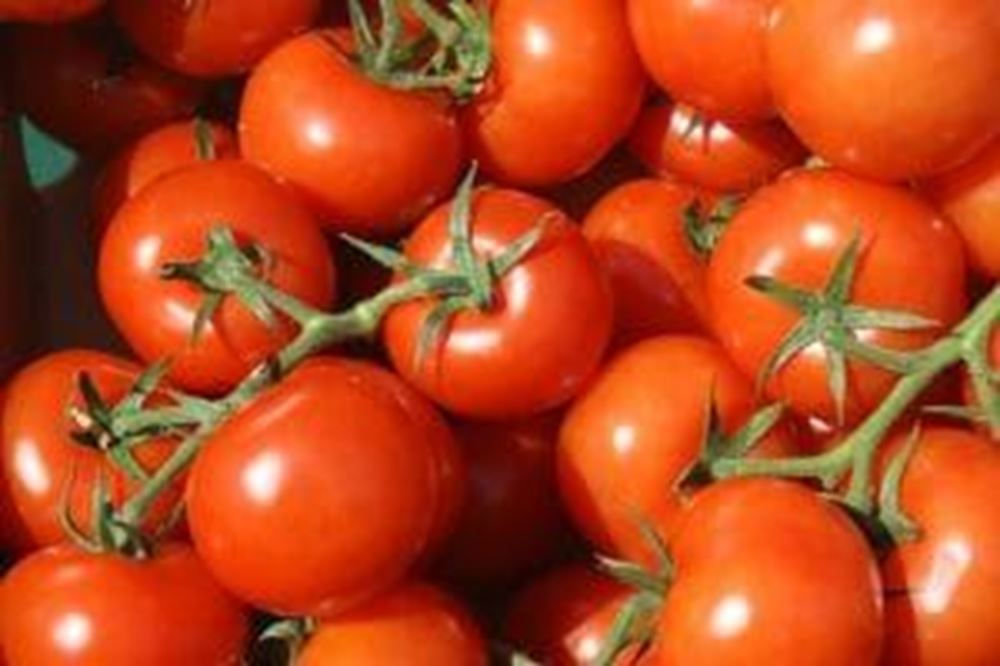 Tomatoes - Large Vine