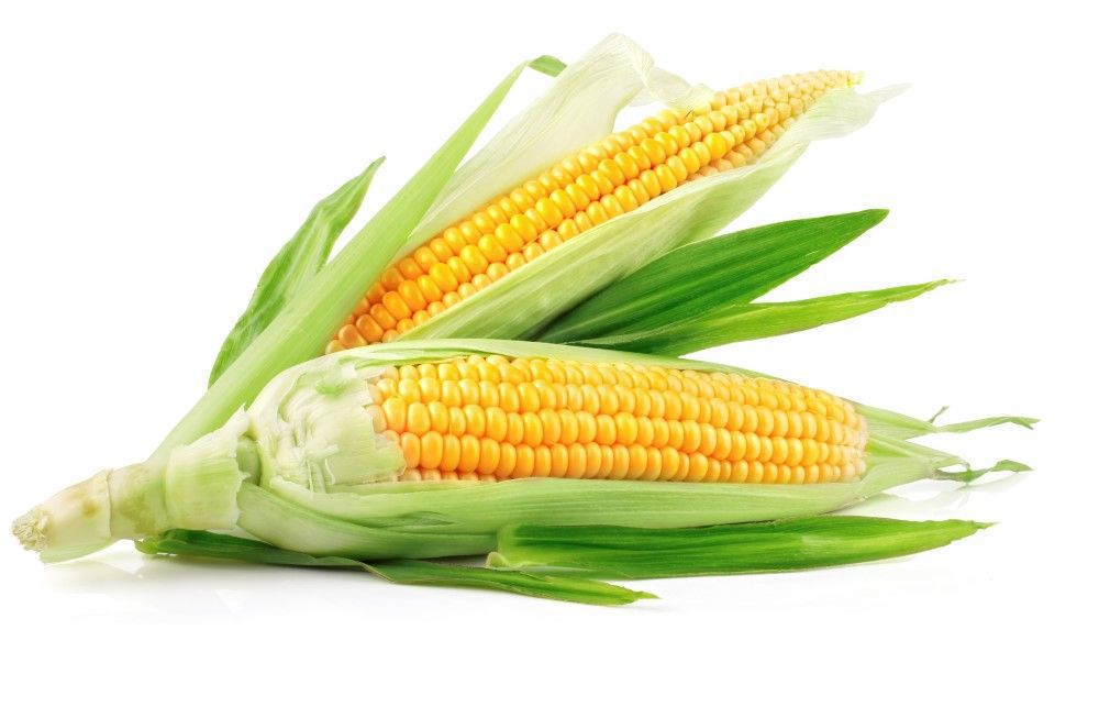 Organic Sweetcorn