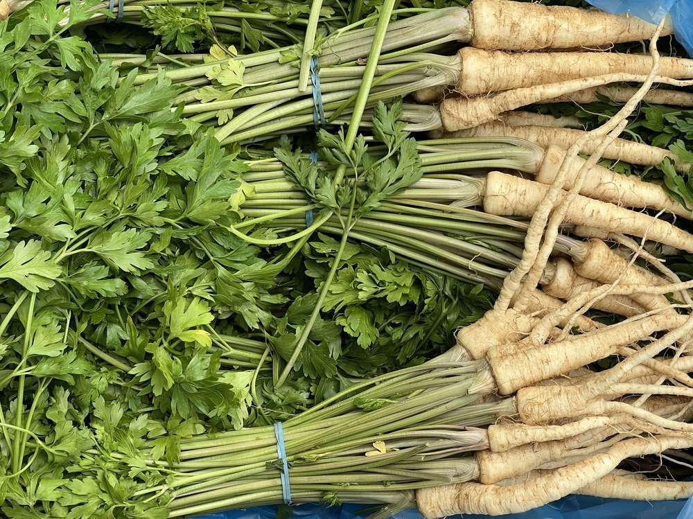 Parsley Root - Bunched (Suffolk, UK)