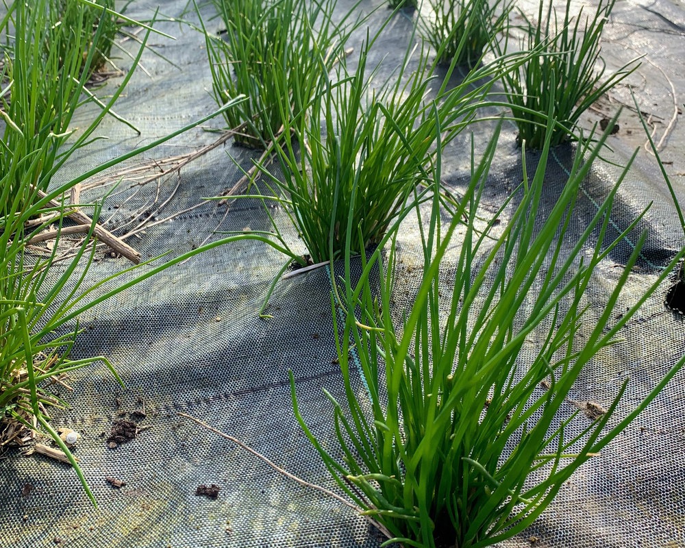 Chives