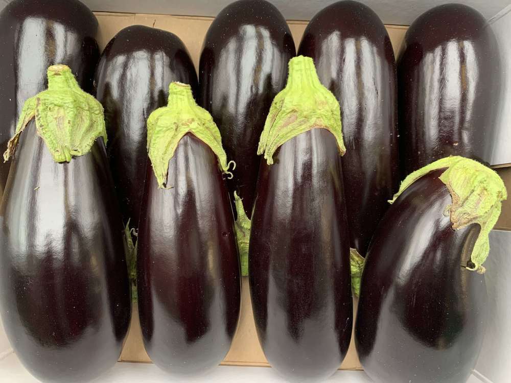 Aubergine