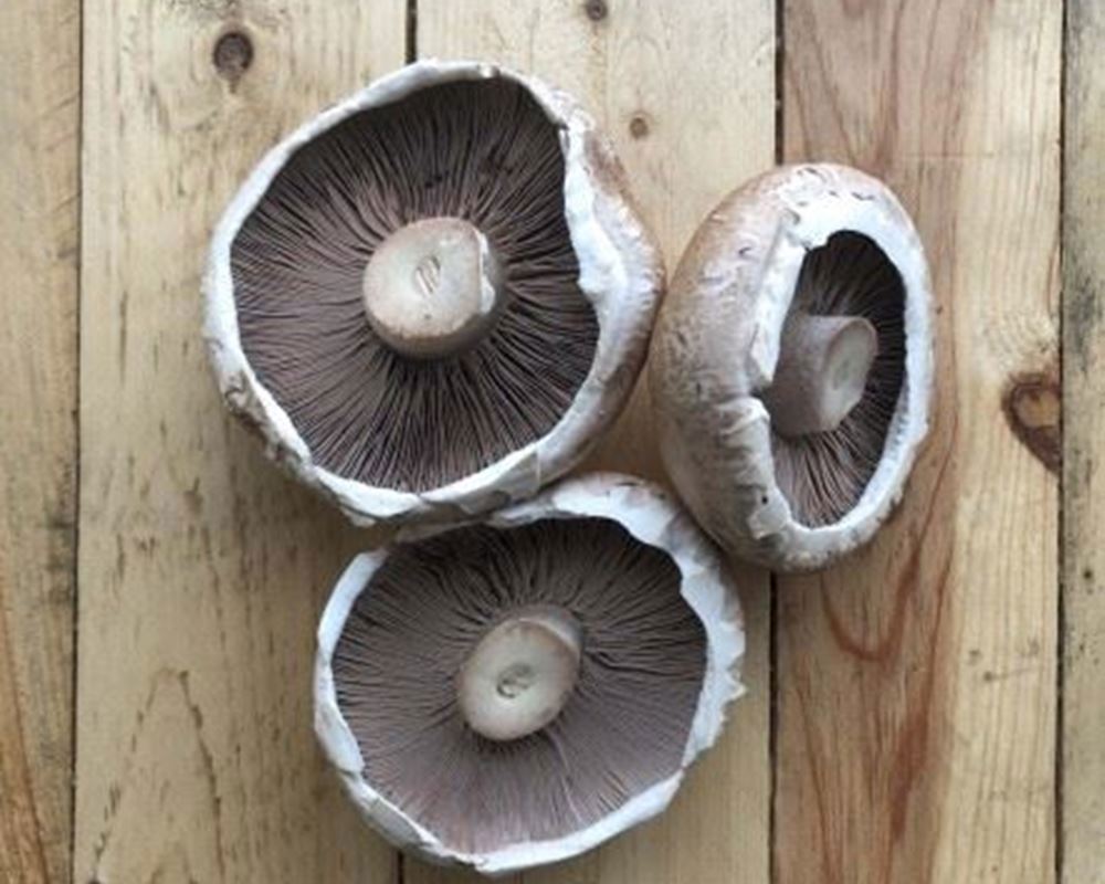 Mushroom-Portabello