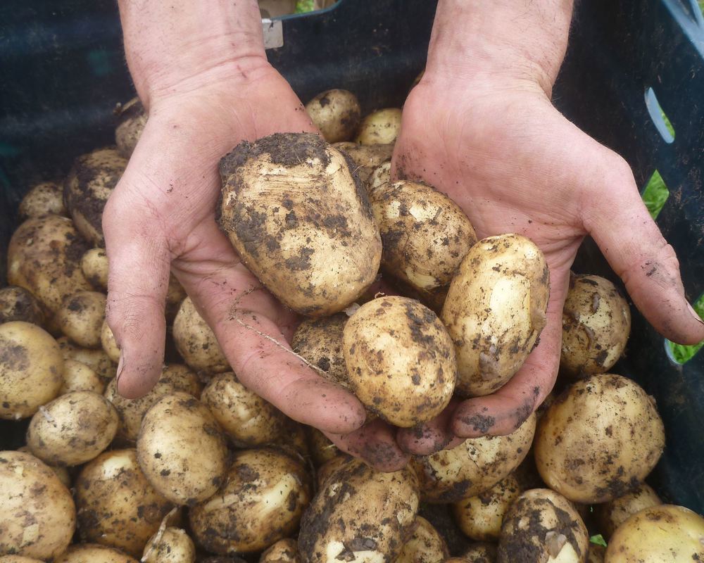 New Potatoes - 1kg