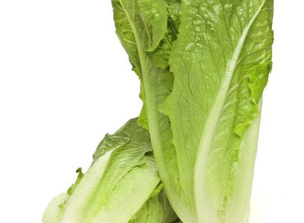 Lettuce: Cos