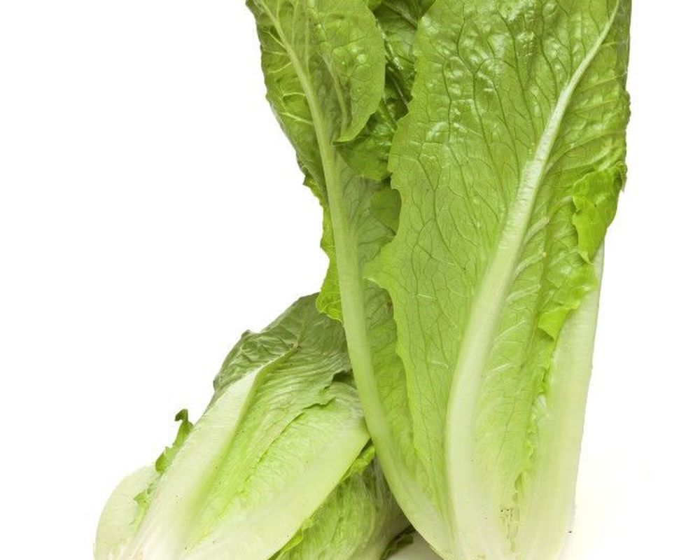 Lettuce: Cos