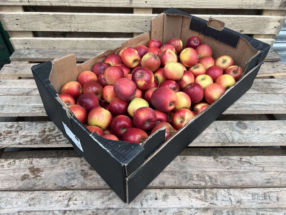 Apples - Organic Royal Gala