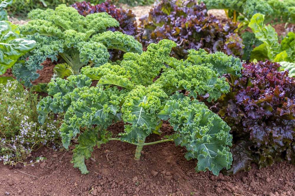 Kale- Green Organic