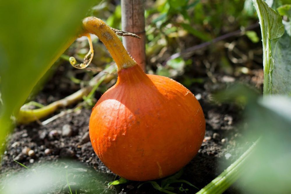 Organic Spanish Hokkaido Squash