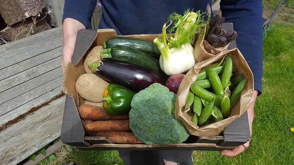 Extra-Large Organic Veg Box