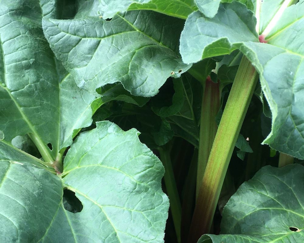 Rhubarb
