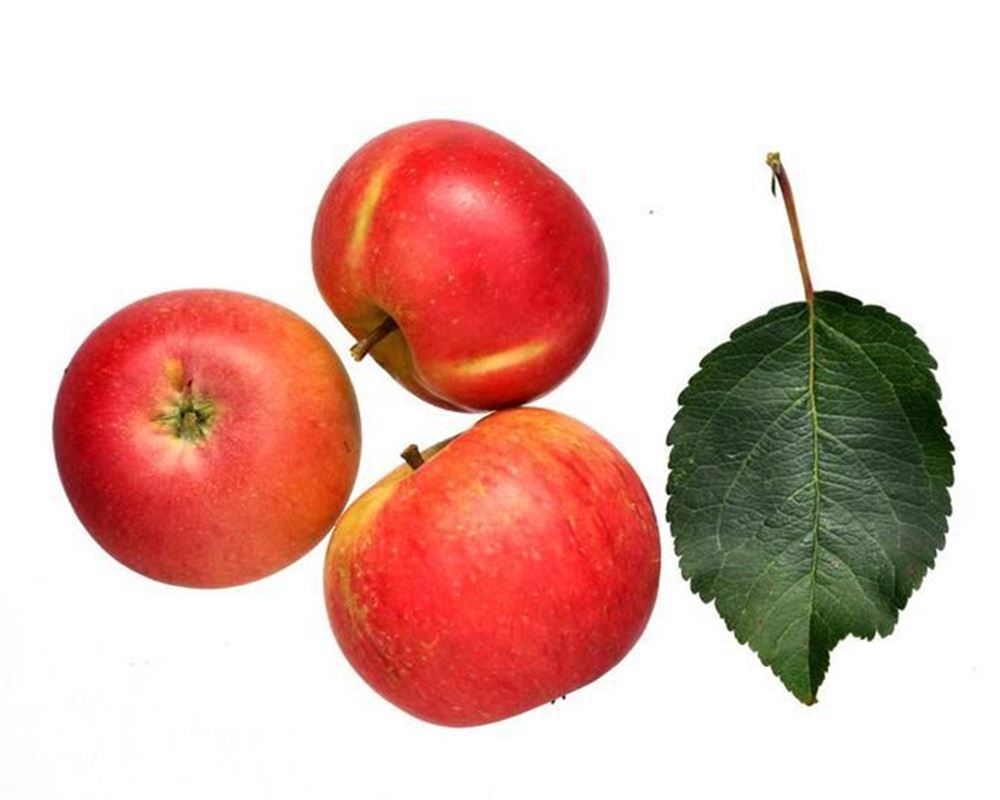 Apple (Organic)