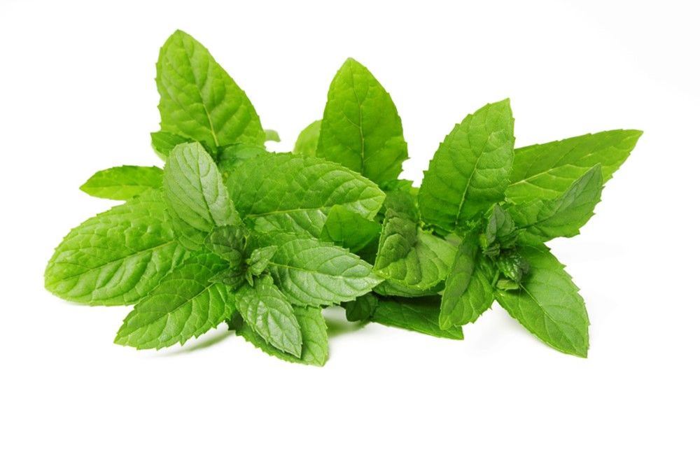 Herbs: Mint (BUNCH)