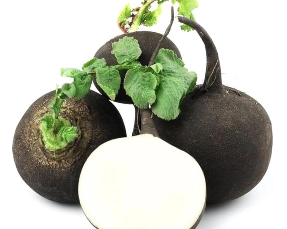 Extra Black Radish Organic