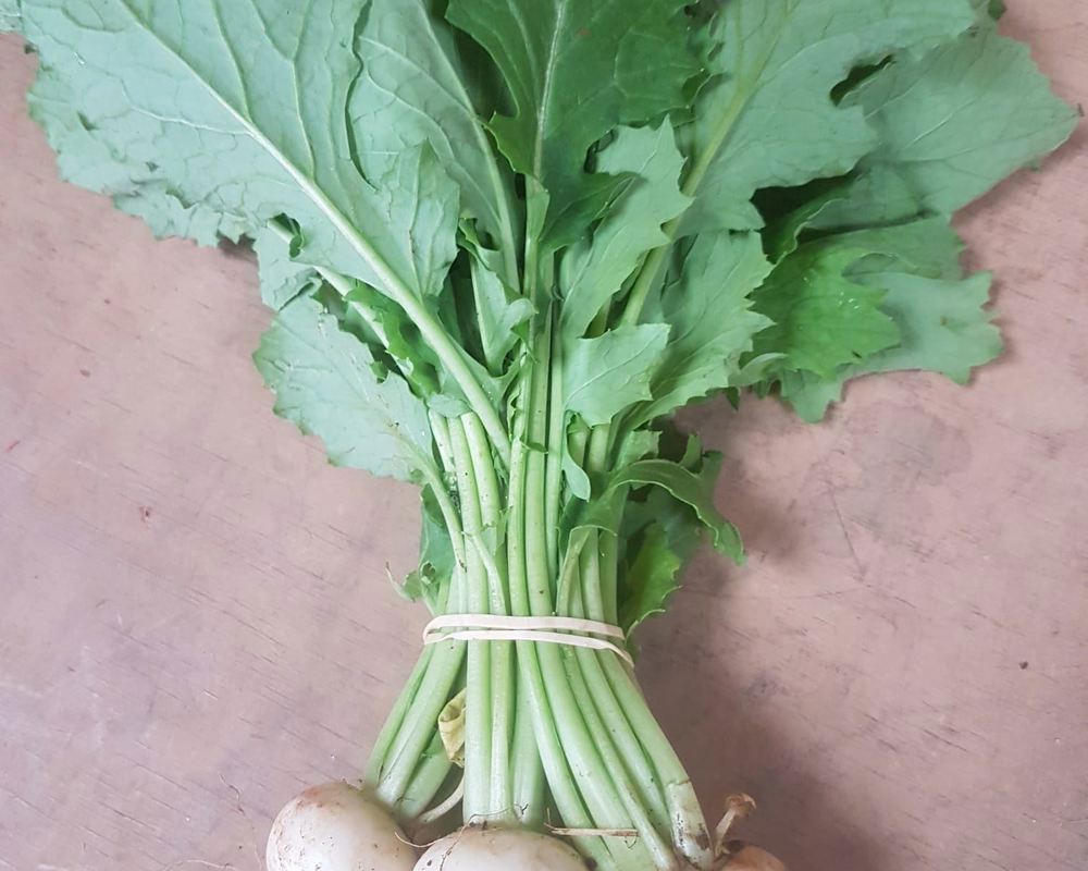 Turnip bunch