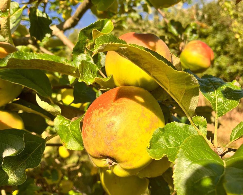Local Cooking Apples