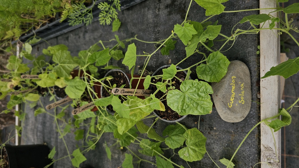 ( Potted x1) Cucamelon - Solane - small (Own Grown)