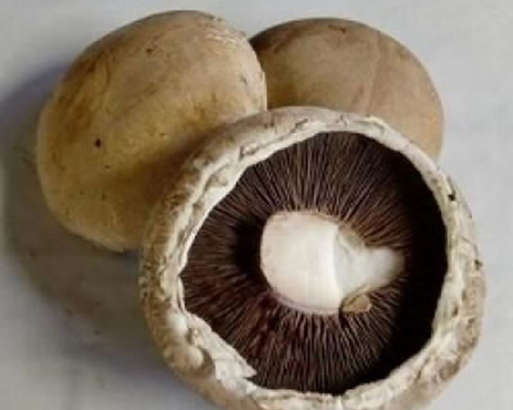 Mushrooms - Portobello Organic UK