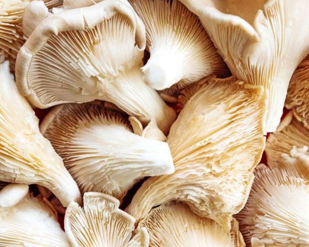 Mushrooms - Oyster (Cockerham, UK)