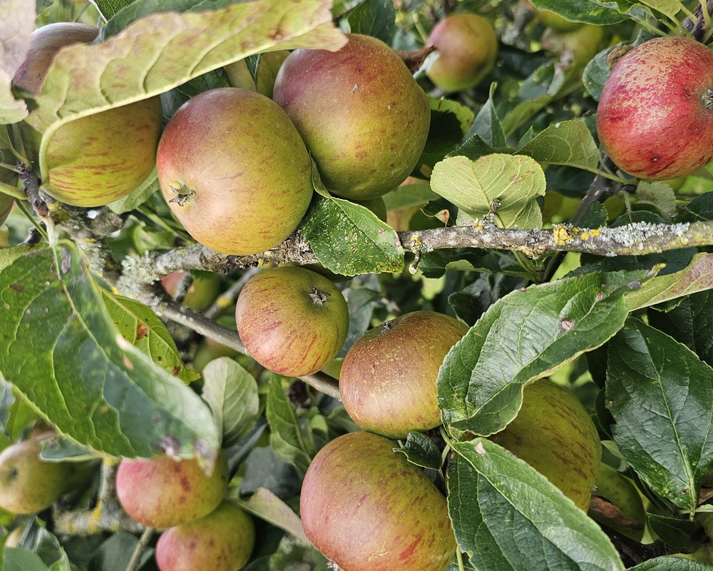 Apples Juicing