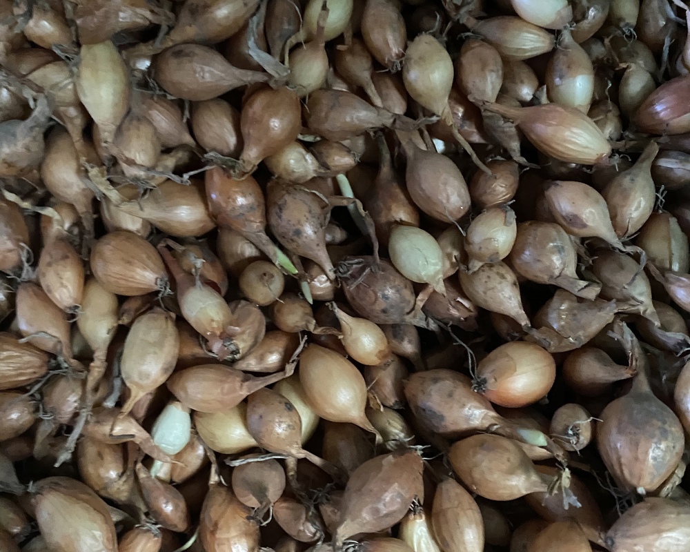 Onion Sets White Sturon