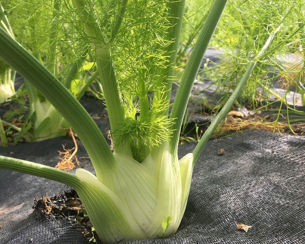 Fennel with Tops