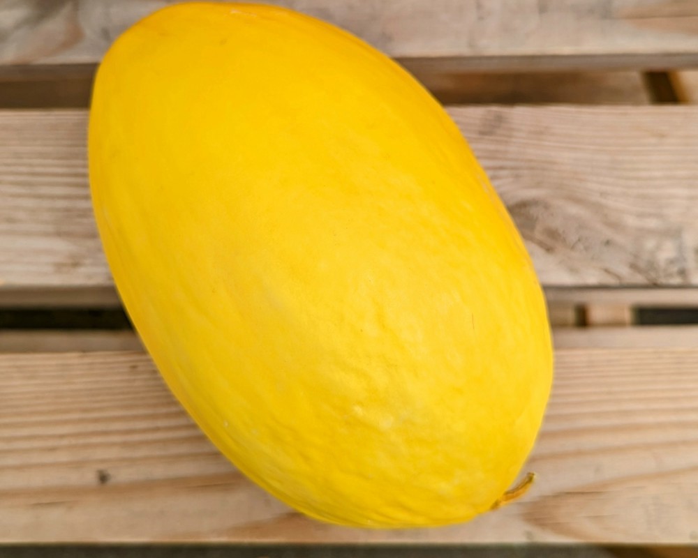 Yellow Melon