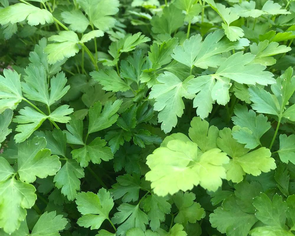 Flat Leaf Parsley add on