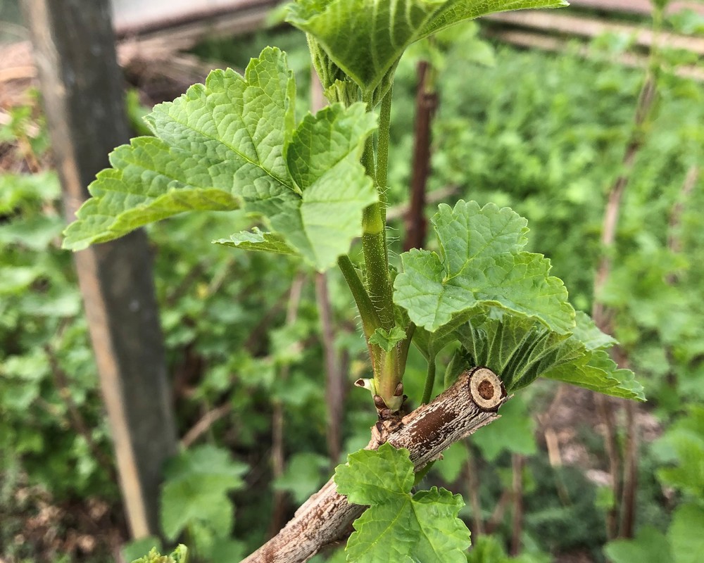 ( Potted 6 for £10) Redcurrant cutting (Own Grown)