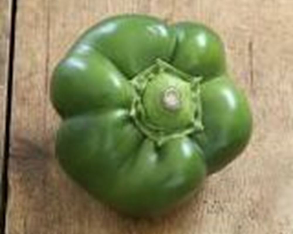 Green Pepper 🇪🇸
