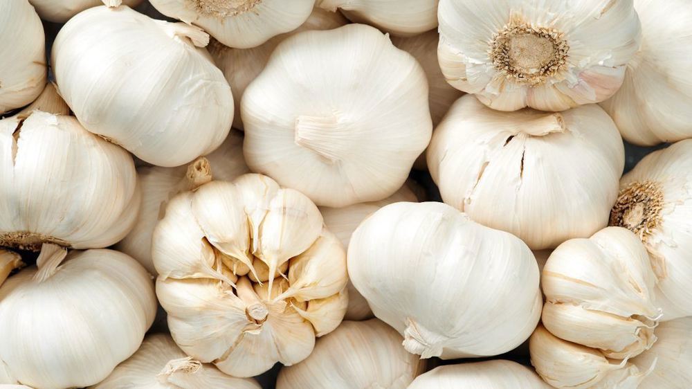 Garlic - single bulb