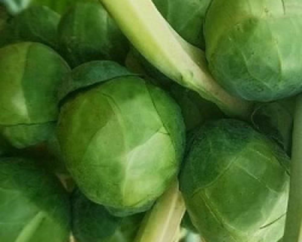 Brussel Sprouts - Organic