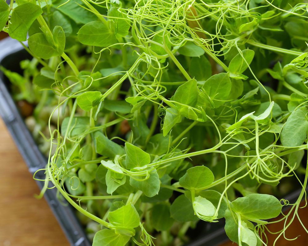 Peashoots add on