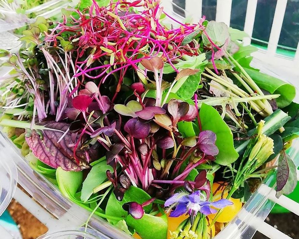 Micro Salad - Rebel Farmer