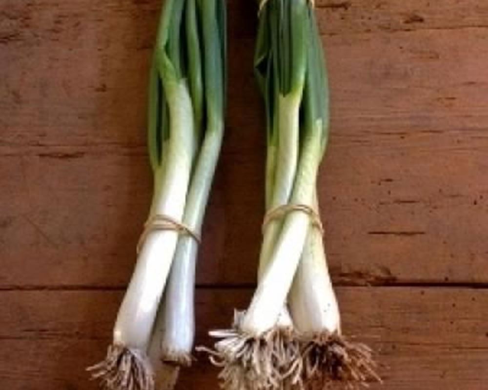 Onions - Spring (Bunch)