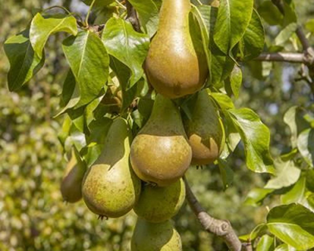 Pears 500g