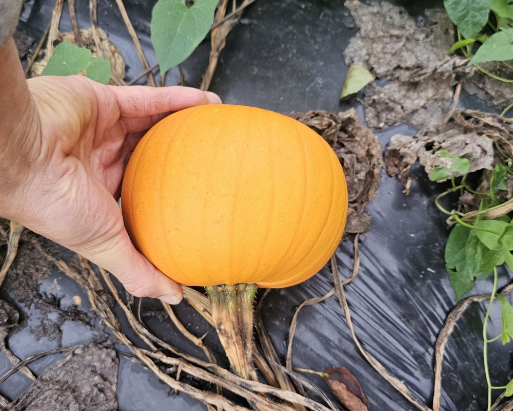 Pumpkin small