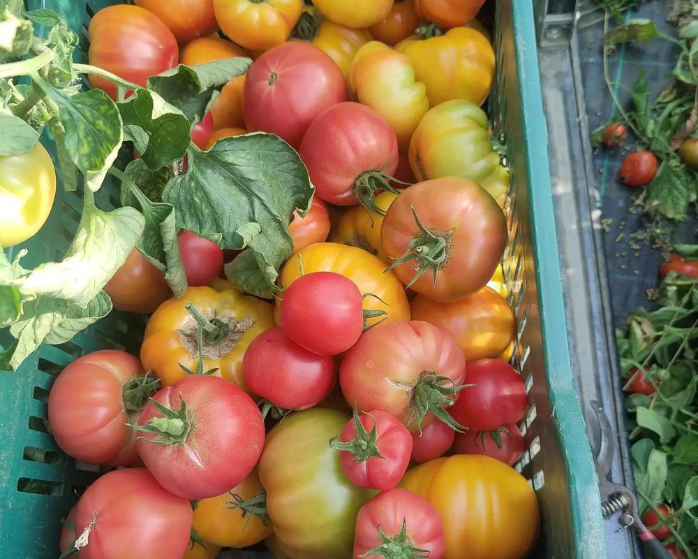 Tomato- Mixed Varieties (900g)