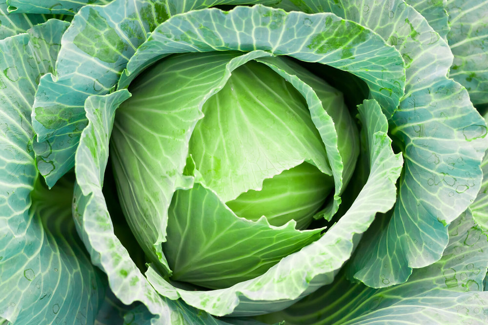 Cabbage (Each)