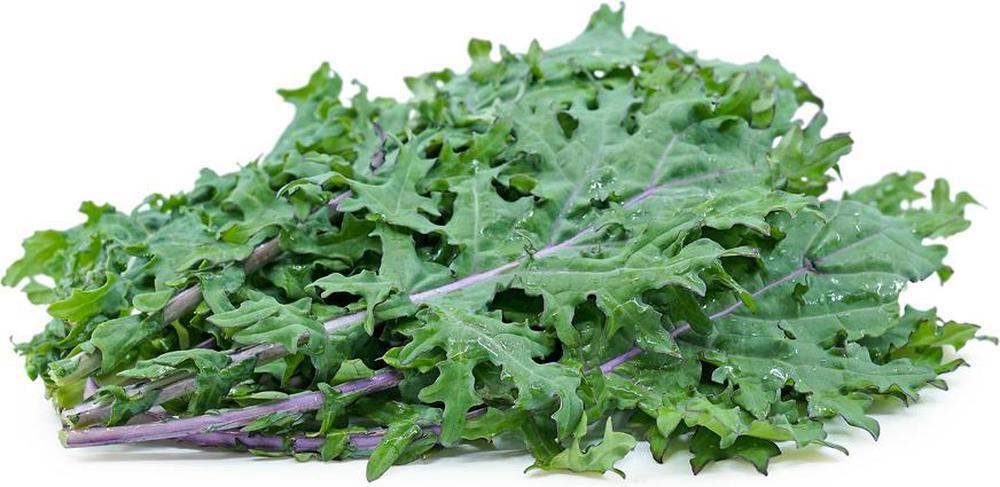 Kale Red Russian