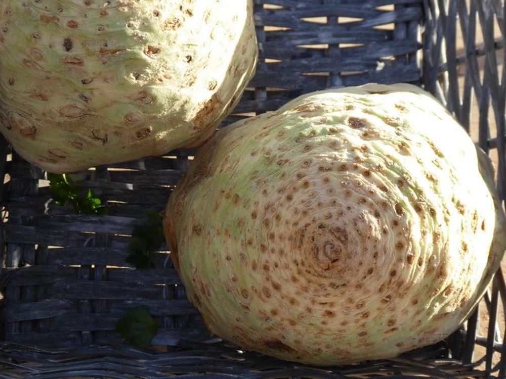 V.Celeriac