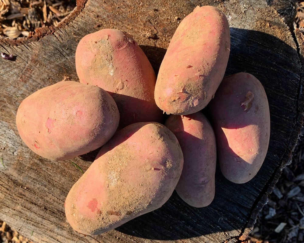 Red Potatoes