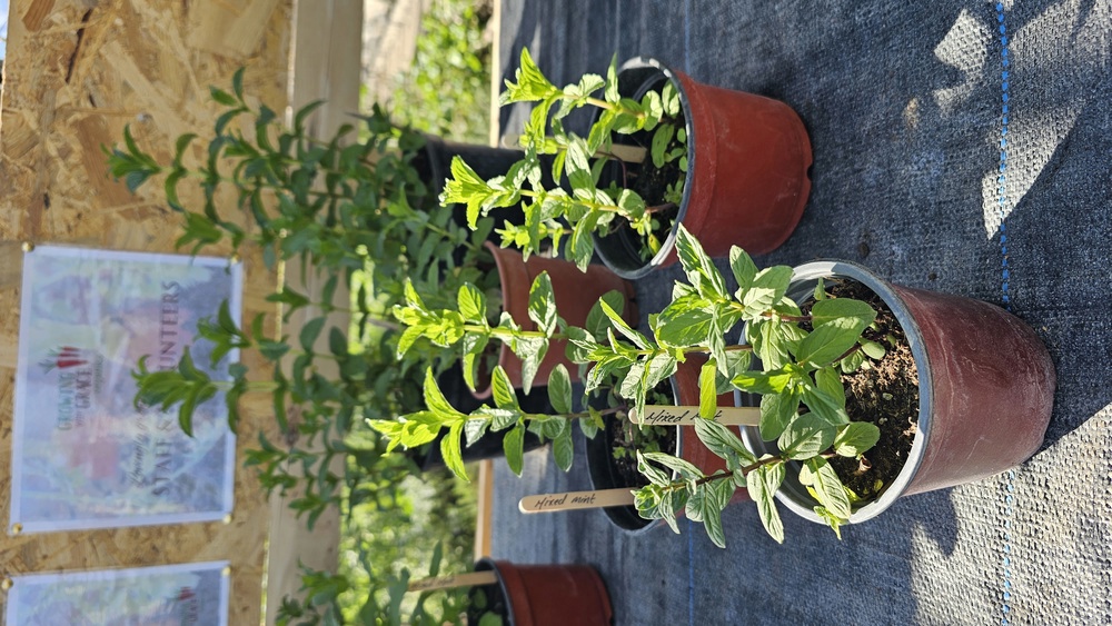 ( Potted x1) Mixed Mint - Small (Own Grown)